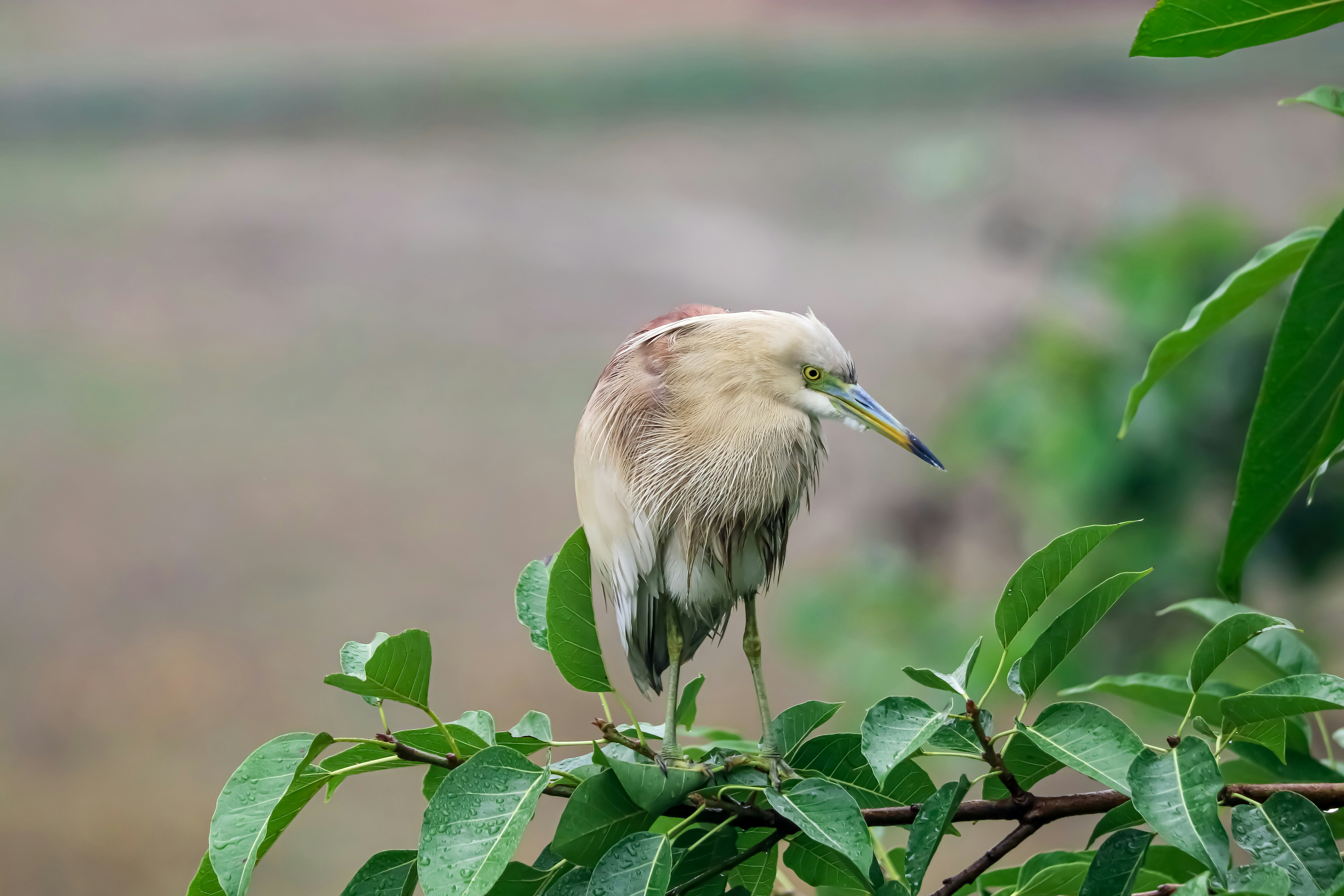 Birdwatching Expedition