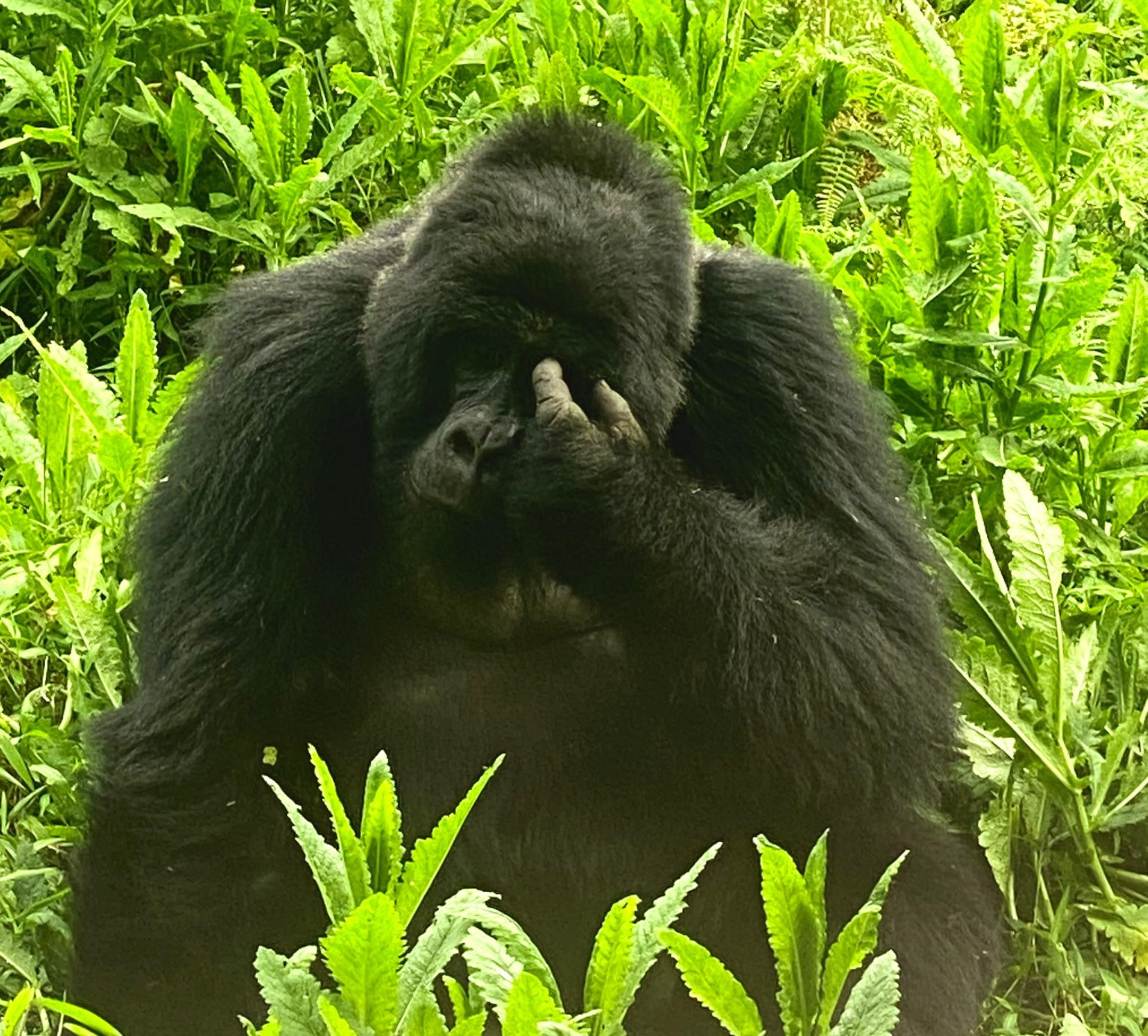 Mgahinga Gorilla Trekking