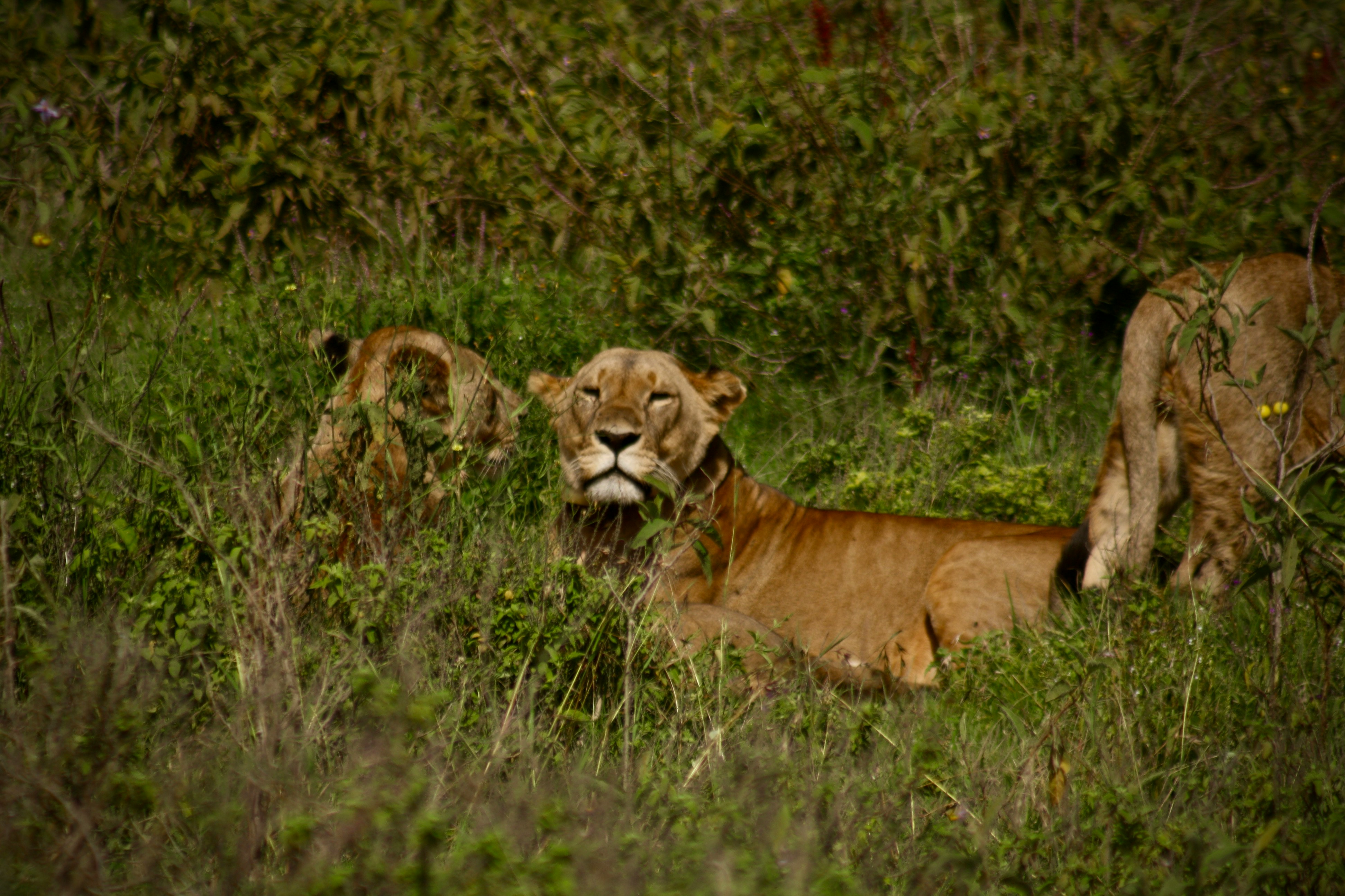 Murchison Falls Safari