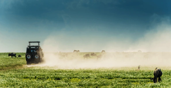 Wildlife Safari Adventure